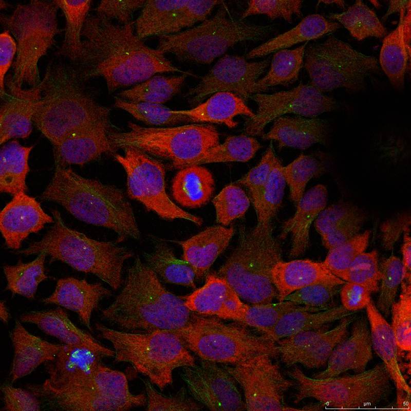 CDC2(Ab-15) Antibody