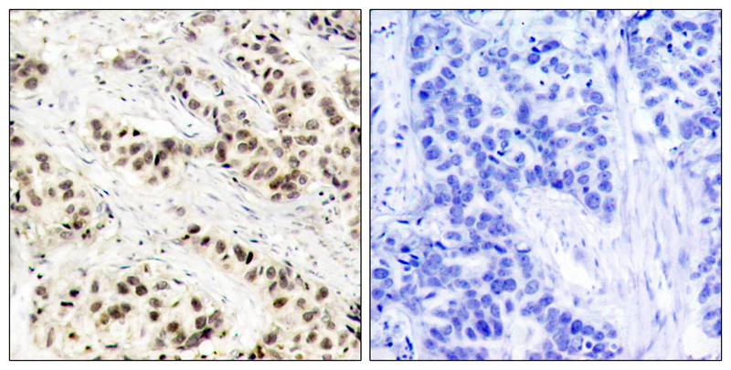 CDC2(Ab-15) Antibody