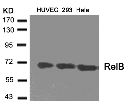 RelB(Ab-573) Antibody