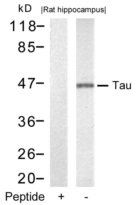 Tau(Ab-212) Antibody