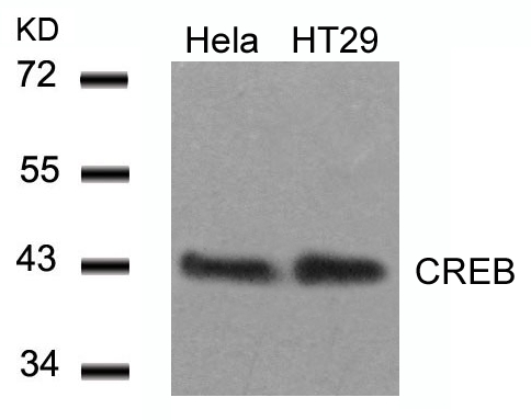 CREB(Ab-129) Antibody