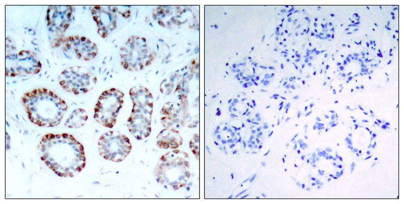 BIM(Ab-69) Antibody