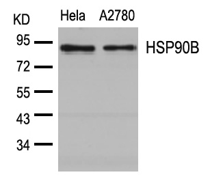 HSP90B(Ab-254) Antibody