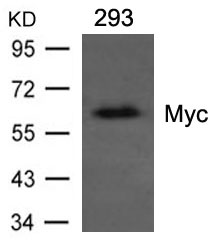 Myc Mouse Monoclnal Antibody