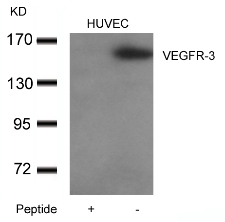 VEGFR3 Antibody