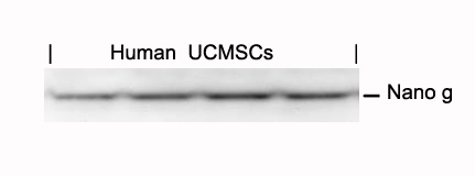Nanog Antibody