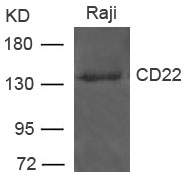 CD22 Antibody