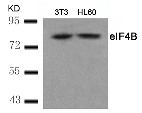 eIF4B(Ab-422) Antibody