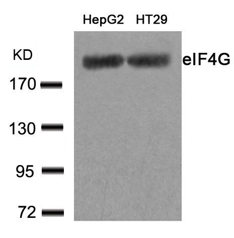 eIF4G(Ab-1231) Antibody