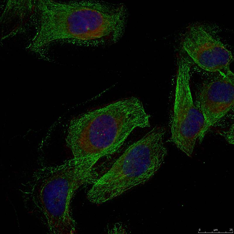 Paxillin(Ab-88) Antibody