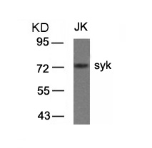 syk(Ab-323) Antibody