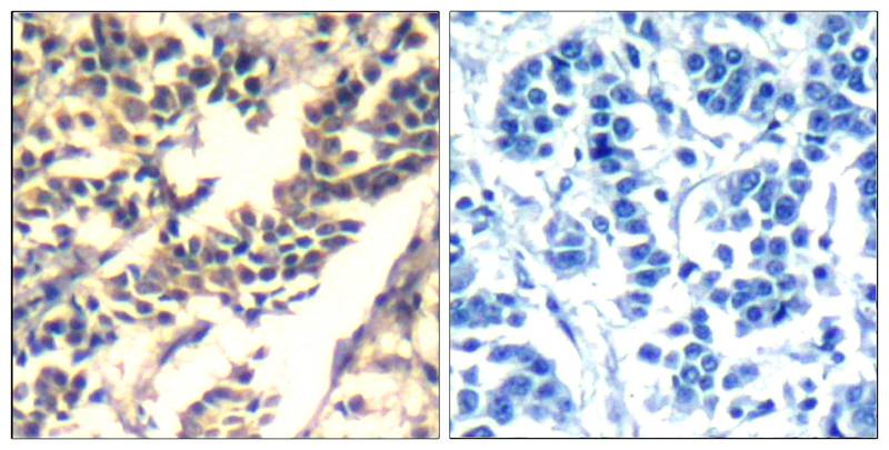 c-Cbl(Ab-700) Antibody