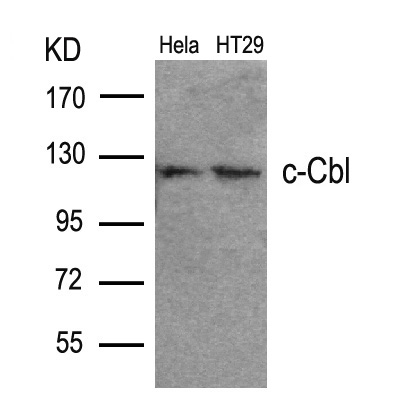 c-Cbl(Ab-700) Antibody