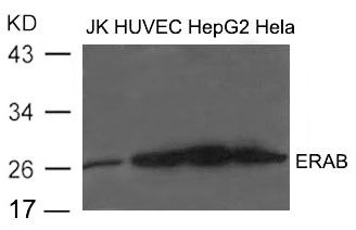 ERAB Antibody