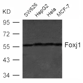 Foxj1(HFH4) Antibody