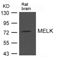 MELK Antibody