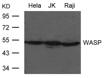 WASP Antibody