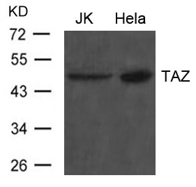 TAZ Antibody