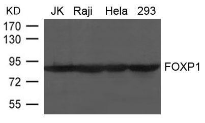 FOXP1 Antibody