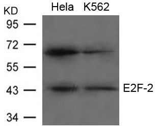 E2F-2 Antibody