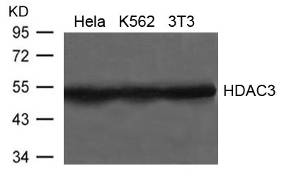 HDAC3 Antibody