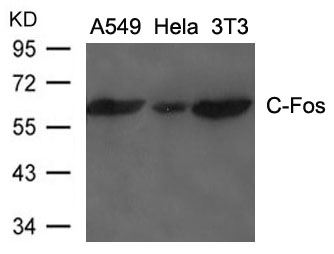 C-Fos Antibody