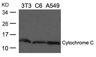 Cytochrome C Antibody