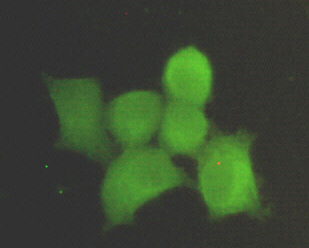 PPP1CA Monoclonal Antibody