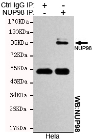 NUP98 Monoclonal Antibody