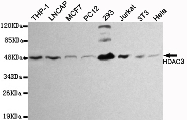 HDAC3 Monoclonal Antibody