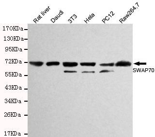 SWAP70 Monoclonal Antibody