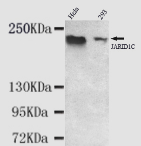 JARID1C Monoclonal Antibody