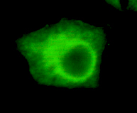 UHRF1(N-term) Monoclonal Antibody