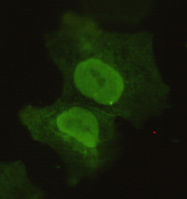 POU5F1 Monoclonal Antibody