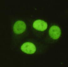 PRMT6 Monoclonal Antibody