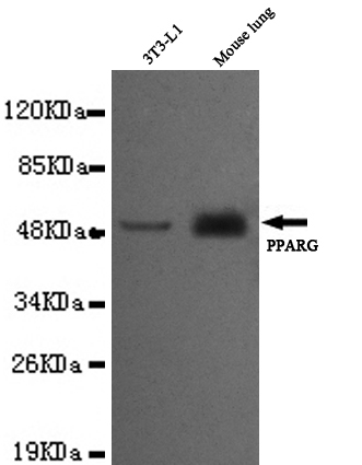 PPAR gamma(C-term) Monoclonal Antibody