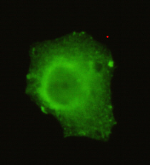 TRIM33 Monoclonal Antibody