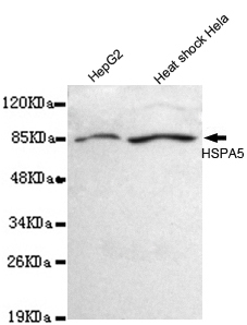 BiP/GRP78(C-term) Monoclonal Antibody