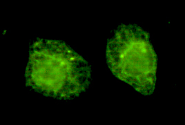 BiP/GRP78(C-term) Monoclonal Antibody