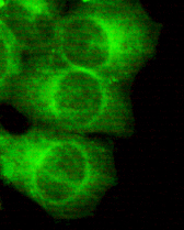 MAP2(N-term) Monoclonal Antibody