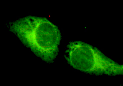 CRTC1 Monoclonal Antibody