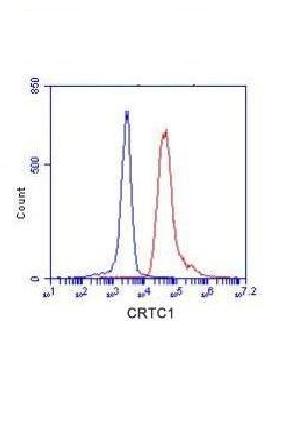 CRTC1 Monoclonal Antibody