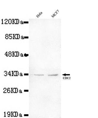 CDC2 Monoclonal Antibody