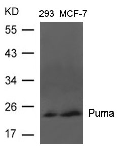 Puma Antibody