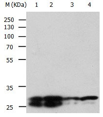 YWHAE Antibody