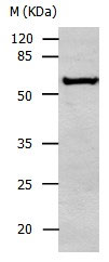 ALDH1A2 Antibody