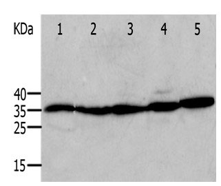 ANXA5 Antibody