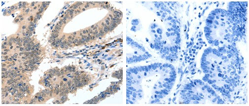 CASP3 Antibody