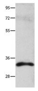 CASP3 Antibody