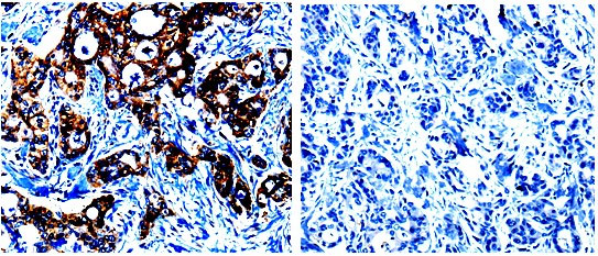 CASP1 Antibody